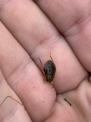 Ambrysus mormon