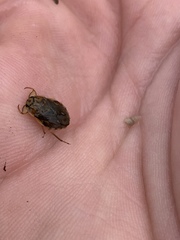 Ambrysus mormon