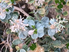 Ericameria cuneata