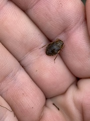 Ambrysus mormon