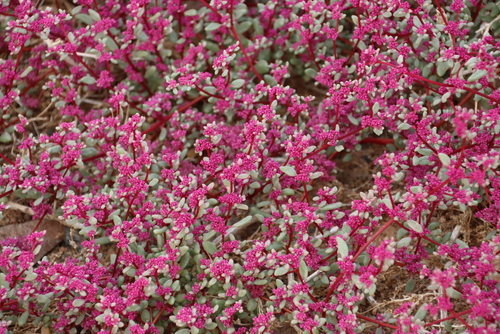 Image of Trianthema parvifolium by (c) Tony Rebelo, some rights reserved (CC BY-SA)