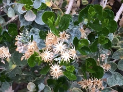 Ericameria cuneata