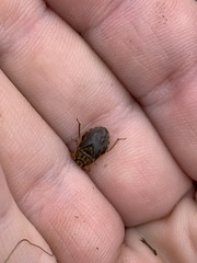 Ambrysus mormon