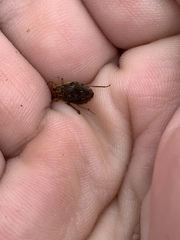 Ambrysus mormon