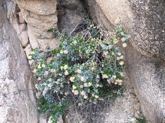 Ericameria cuneata
