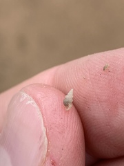 Tryonia clathrata