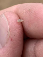 Tryonia clathrata