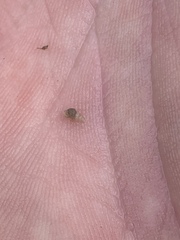 Tryonia clathrata