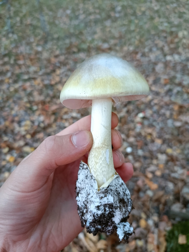 A forager's hand holding a wild mushroom just picked from the forest floor, with fallen leaves visible in the background