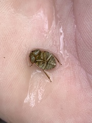 Ambrysus mormon