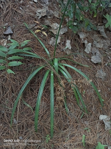 Agave debilis