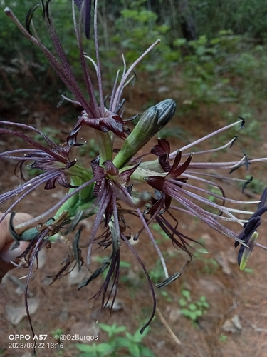 Agave debilis