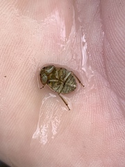 Ambrysus mormon