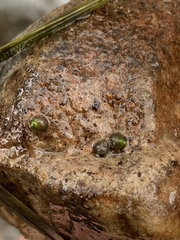 Pyrgulopsis