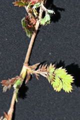 Acaena anserinifolia