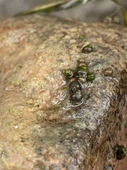 Pyrgulopsis