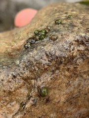 Pyrgulopsis