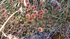 Acaena anserinifolia