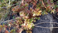 Acaena anserinifolia