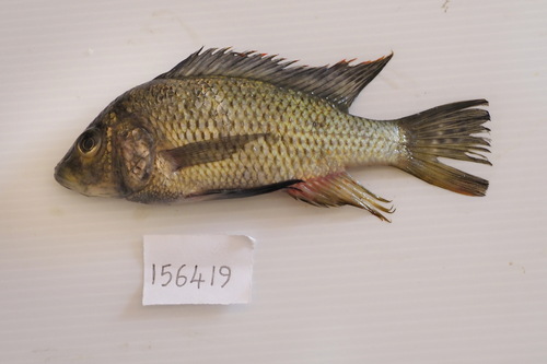 Greenwood's happy (Sargochromis greenwoodi) — Cichlidae — 3