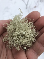 Ramalina dilacerata
