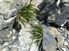 Poa novae-zelandiae