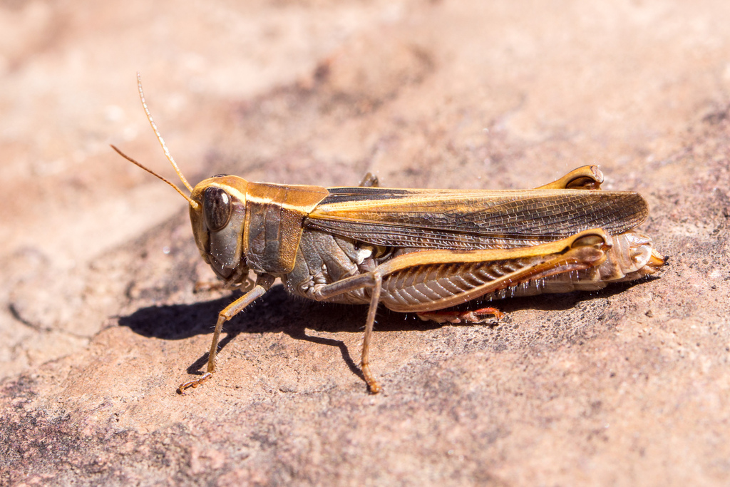 Calliptamus plebeius