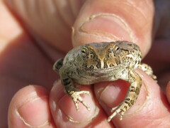 Rufous Four-Eyed Frog photo 2