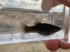 Poecilia mexicana