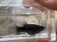 Poecilia mexicana