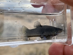 Poecilia mexicana