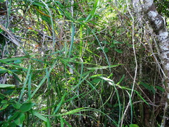Scleria secans