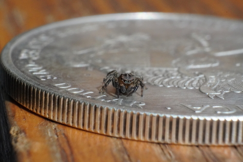 Flea jumping spider photo 4