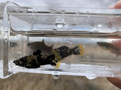 Poecilia mexicana
