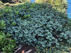 Euphorbia celastroides