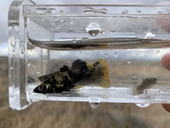Poecilia mexicana