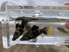 Poecilia mexicana