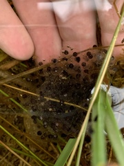 Lithobates onca