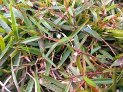 Scleromitrion brachypodum