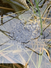 Lithobates onca