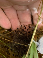 Lithobates onca