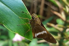 Tirynthia conflua