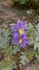 Solanum virginianum