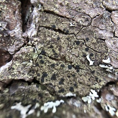 Bacidia schweinitzii