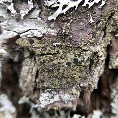 Bacidia schweinitzii