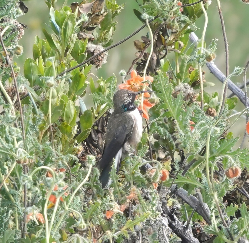 Andean Hillstar illustration