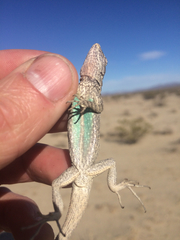 Urosaurus graciosus