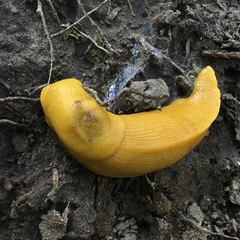 Ariolimax californicus