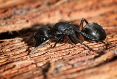 Polyrhachis femorata