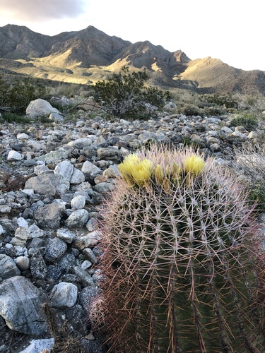 iNaturalist observation photo of California Barrel Cactus